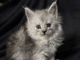 À vendre 5 chatons Maine Coons (LOOF)