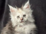À vendre 5 chatons Maine Coons (LOOF)