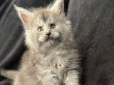 À vendre 5 chatons Maine Coons (LOOF)