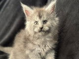 À vendre 5 chatons Maine Coons (LOOF)