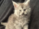À vendre 5 chatons Maine Coons (LOOF)