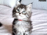 À réserver 5 chatons Maine Coons (LOOF)