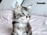 À réserver 5 chatons Maine Coons (LOOF)