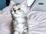 À réserver 5 chatons Maine Coons (LOOF)