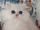 Disponible à l’achat un chaton mâle Persan black chinchilla (LOOF)