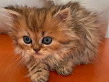 Un chaton mâle Persan black golden shaded LOOF à vendre