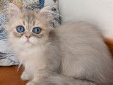 Chaton mâle Persan blue golden shaded disponible à la vente (LOOF)