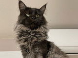 Chat adulte Maine Coon black smoke LOOF de 3 ans pour saillie
