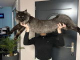 Chat adulte Maine Coon black smoke LOOF de 3 ans pour saillie