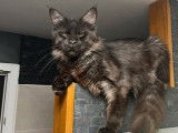 Chat adulte Maine Coon black smoke LOOF de 3 ans pour saillie