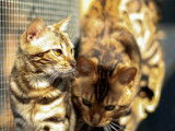 Chat femelle Bengal LOOF de 3 ans à acheter