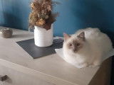 Un chat Sacré de Birmanie LOOF de 4 ans pour saillie