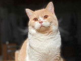 Chat British Shorthair LOOF bicolore de 2 ans disponible pour saillie