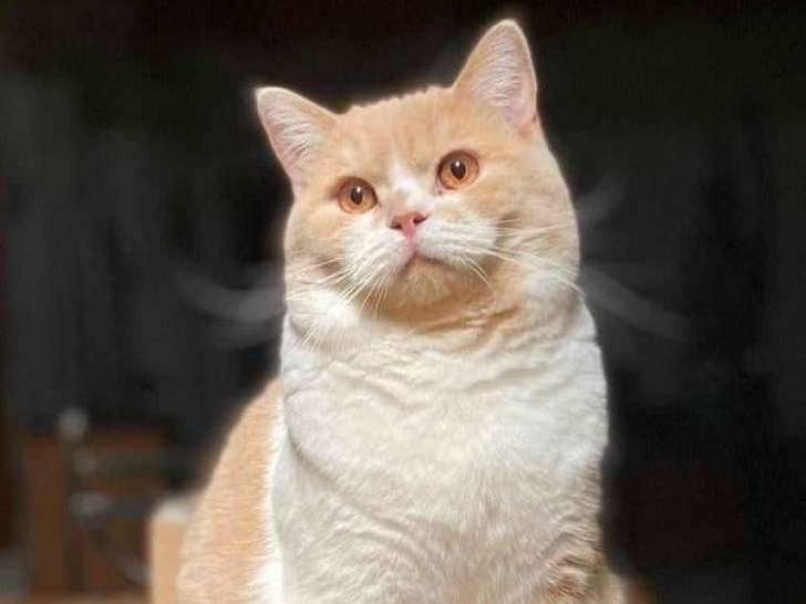 Chat British Shorthair LOOF bicolore de 2 ans disponible pour saillie