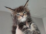 À réserver un chaton mâle Maine Coon marron (LOOF)