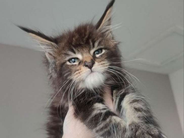 À réserver un chaton mâle Maine Coon marron (LOOF)