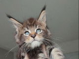 À réserver un chaton mâle Maine Coon marron (LOOF)