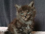 2 chatons mâles Maine Coons LOOF disponibles à la réservation