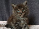 2 chatons mâles Maine Coons LOOF disponibles à la réservation