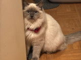 Mâle Ragdoll disponible pour saillie