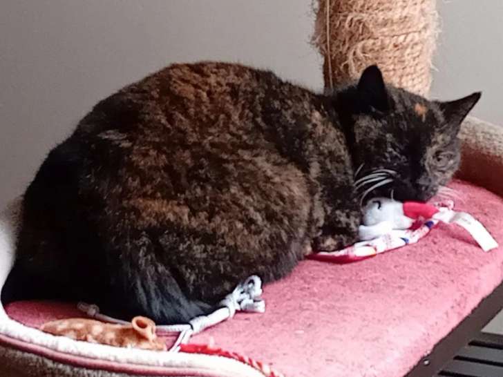 À adopter : chatte de 9 ans