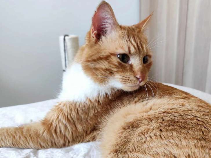 Disponible à l'adoption : chat d'un an