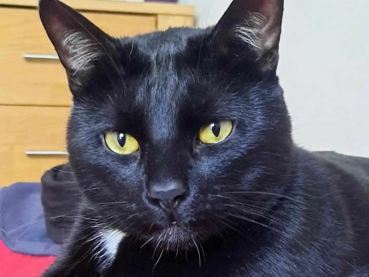 En attente d'adoption : chat noir avec marque blanche