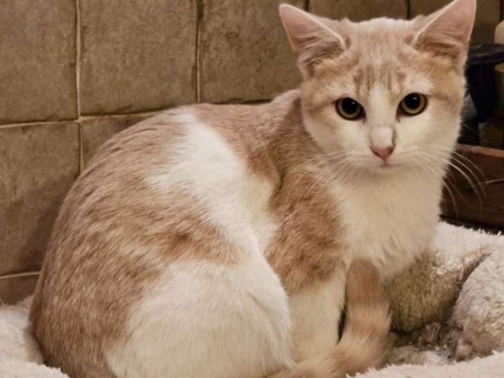 À la recherche d'une famille : chaton mâle roux et blanc