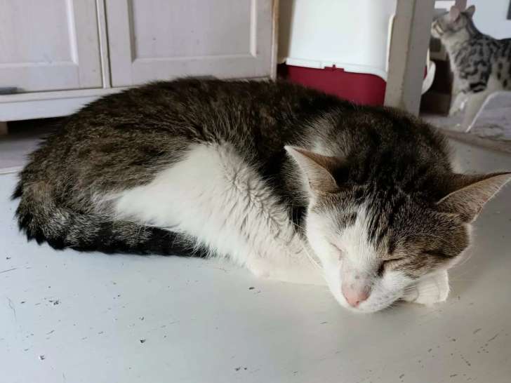 Chat tigré blanc à adopter