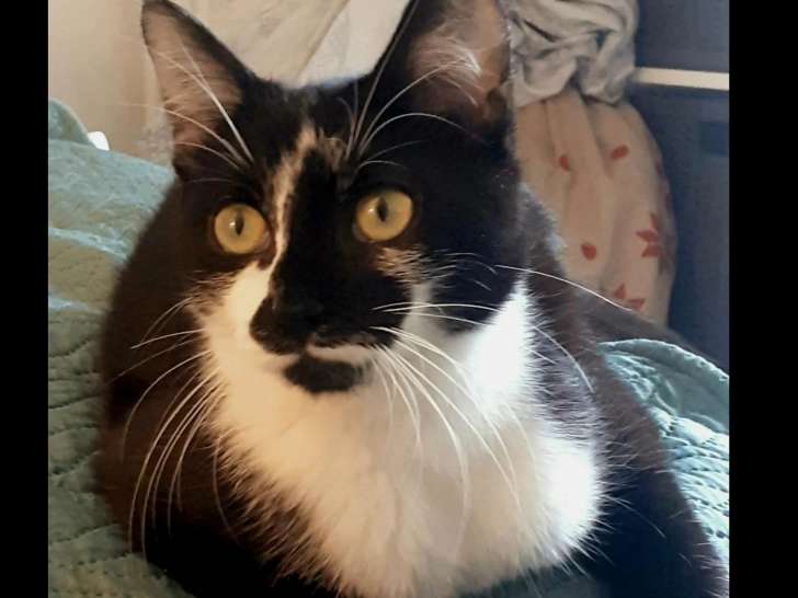 Chat noir et blanc en attente d'adoption