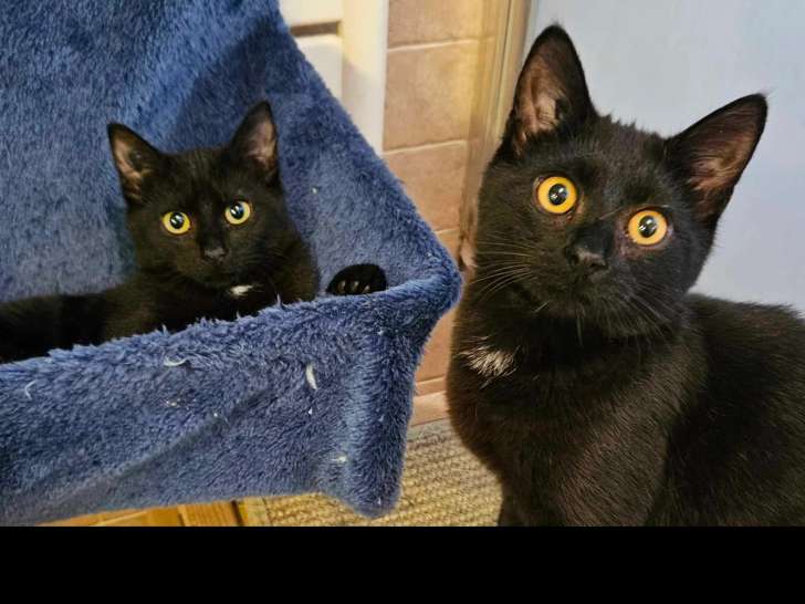 2 chats d’un an en quête d'un foyer