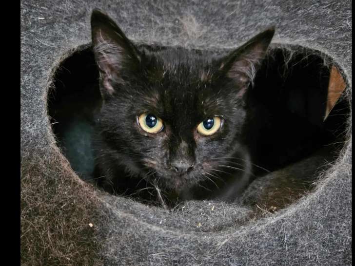 À adopter, chatte âgée d'un an