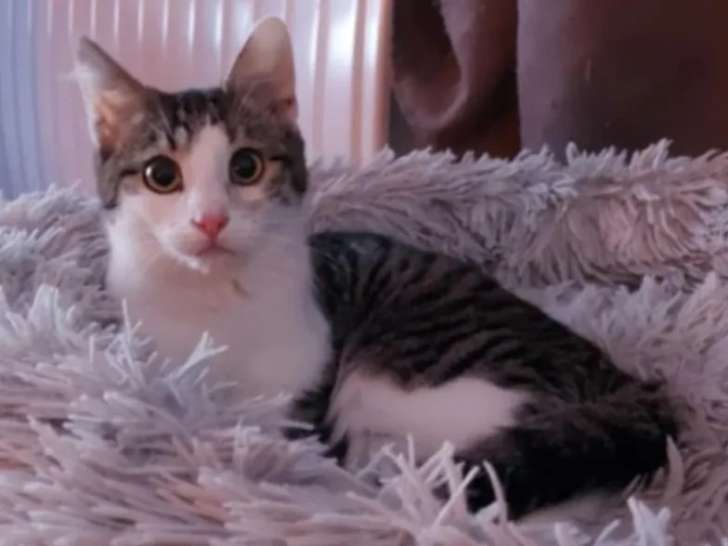 Disponible à l'adoption, chatonne de 9 mois