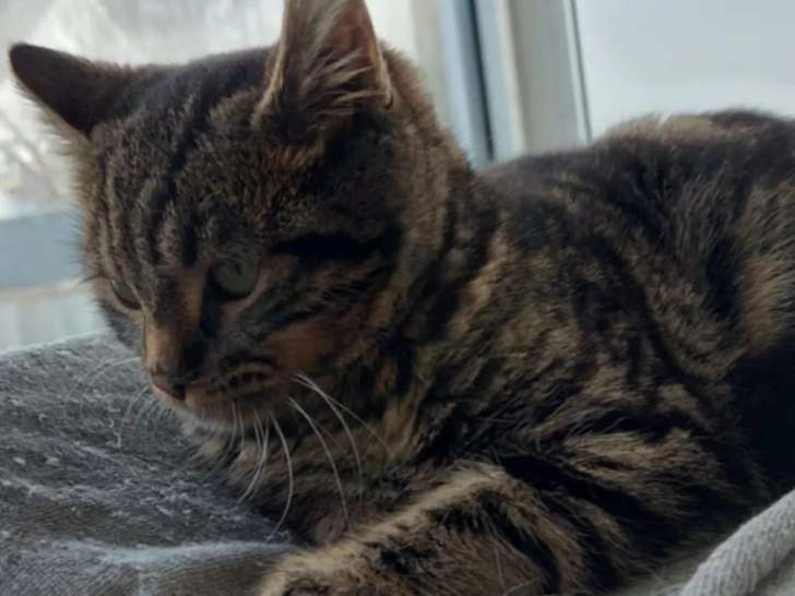 En attente d'adoption, chaton femelle tigré