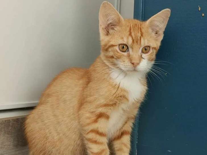 À la recherche d'un foyer, chaton mâle de 9 mois