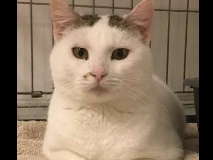 À adopter : chatte tigrée blanche
