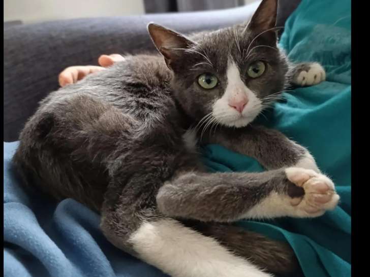 Disponible à l'adoption : chatonne grise et blanche