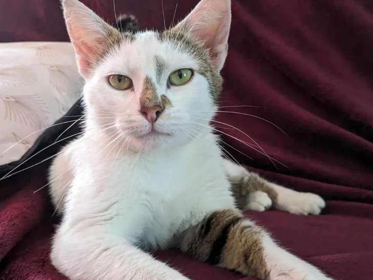 En attente d’adoption : chatte âgée de 2 ans