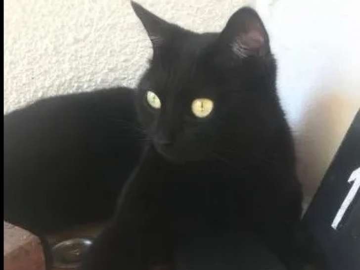 En quête d'une famille : chat au pelage noir