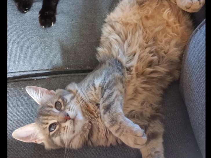 Chaton femelle tigré à adopter