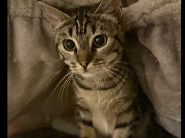Chatonne tigrée disponible à l'adoption