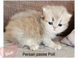 Chatons Persan à vendre