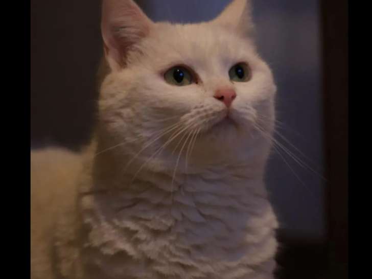 Chatte adulte disponible à l'adoption