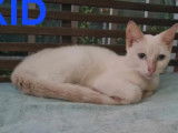 Disponible à l'adoption : chaton femelle blanc