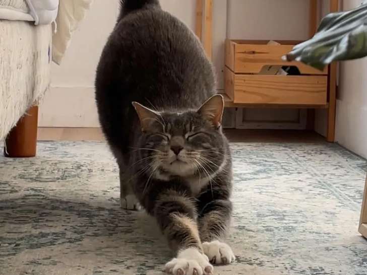 À adopter : chatte tigrée blanche