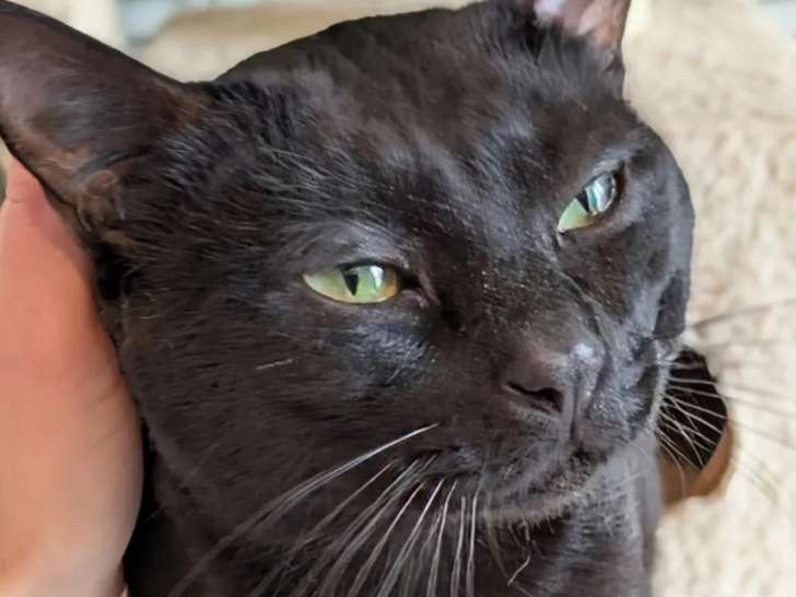 En quête d'une famille : chat au pelage noir