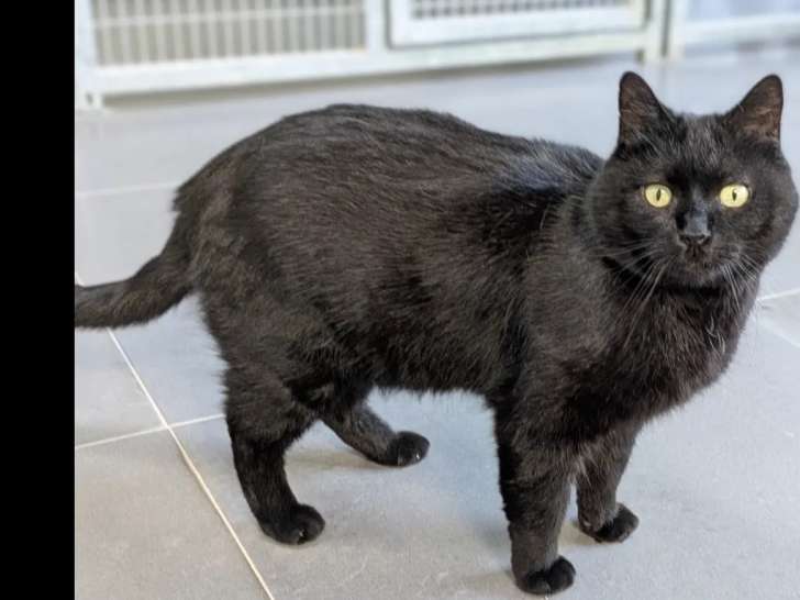Chat noir en attente d'adoption