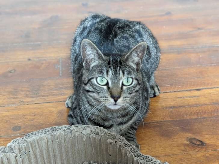 Chat de 2 ans disponible à l'adoption