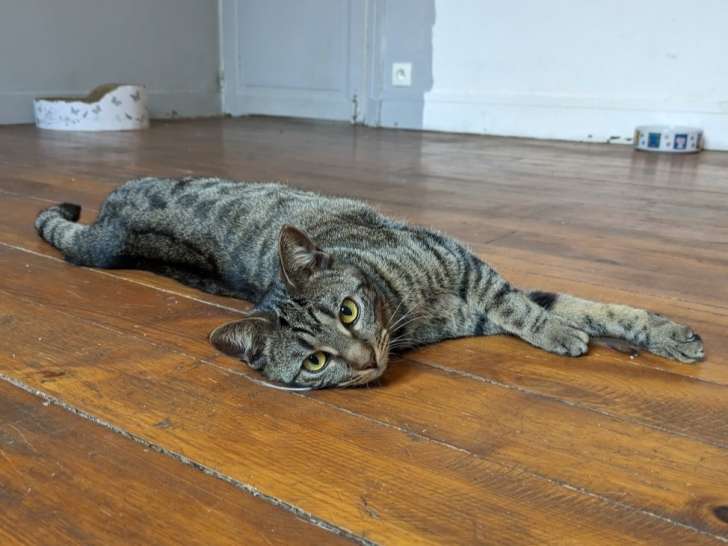 Chatte d'un an à adopter