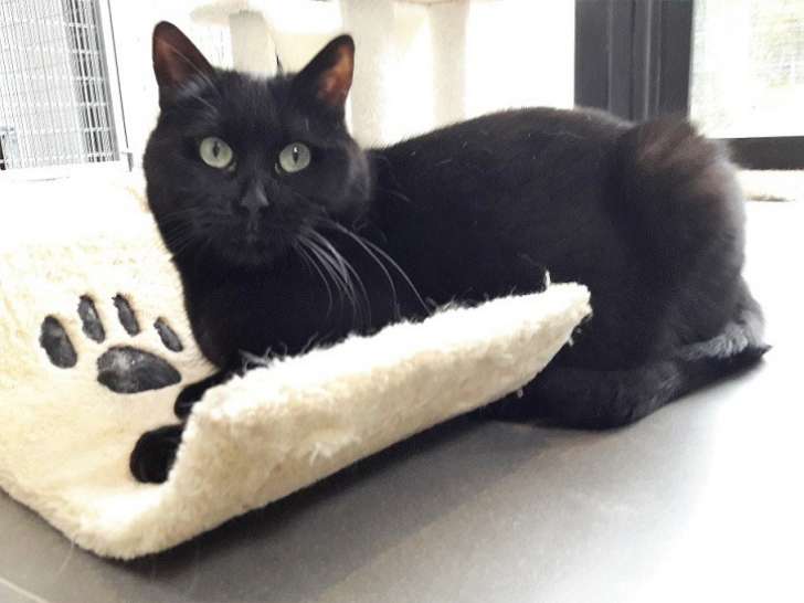 En attente d'adoption : chatte de 9 ans